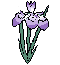 iris